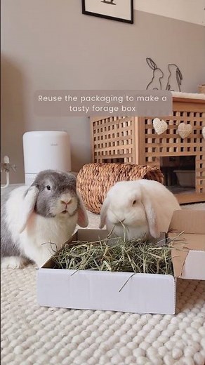 How to make a hay rack for your rabbit or guinea pig from a cardboard box | Enrichment Ideas