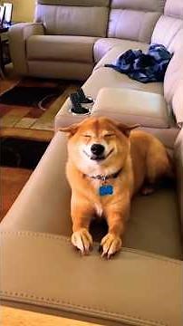 Dogs Smiling at Their Owners Will Melt Your Heart 🥹🐶💖