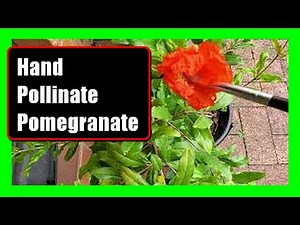 How to Hand Pollinate Pomegranate Flowers for More Fruits