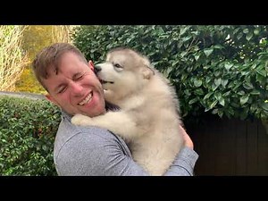 Giant Malamute Puppy Meets New Pack (Unseen Footage!!)