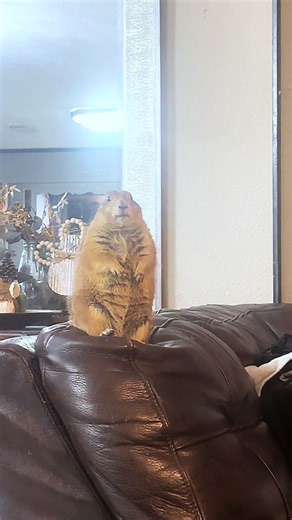 Lorraine the Prairie Dog: Adorable Pet Moments