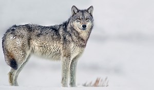118 reactions · 34 shares | In 1995, more than a century after the gray wolf was eradicated from the Yellowstone region, it was reintroduced to America's first national park. As wolves began to thrive again in their native habitat, so, too, did controversy. Watch this short film to learn more about the conservation challenges faced by Yellowstone's wolves. nathab.com/wolves A Nat Hab Films production. | Natural Habitat Adventures | Facebook