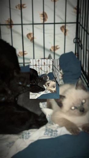 THE KITTENS ARE COMING!! 🚨 We do currently have a waiting list for kittens, but kitten season is hitting hard, and we are taking kittens in at a very fast pace. There are so many in need right now. Every single mom cat connected to these kittens will be spayed, because rescue isn’t just about finding homes — it’s about stopping the cycle. These are just a few of the kittens coming into ECCP this week. For those who have been patiently waiting, we will be reaching out soon. Thank you for your pa