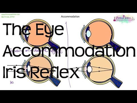 The Eye, Accommodation and Iris Reflex | Biology GCSE and iGCSE