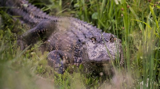 Alligator encounters rising around Myrtle Beach after Debby, wildlife remover warns. What to know
