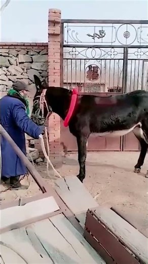 Donkeys live among donkeys and horses 1034