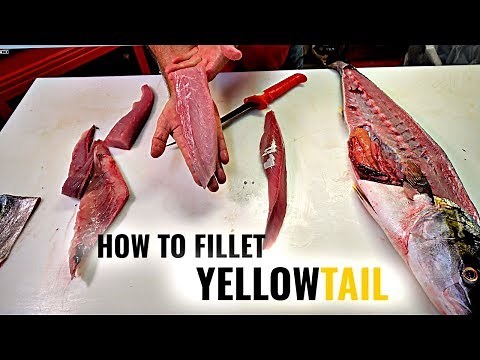How to Fillet Yellowtail | Tommy Gomes