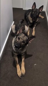 Sable German Shepherd