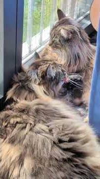 Two brothers looking out for each other #norwegianforestcat #royandmoss
