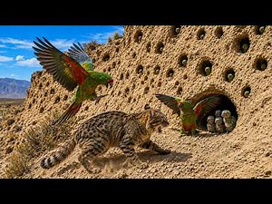 Patagonian Burrowing Parrot Family: 75 Days Surviving Predators and a Collapsing Burrow
