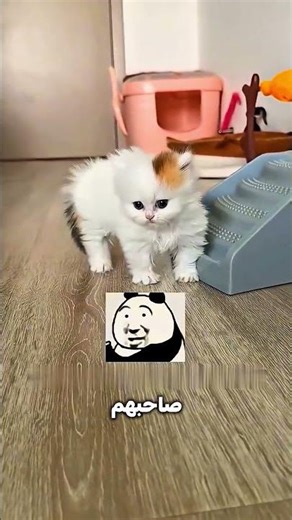 أصغر قطة في البيت… لكن عاملة قلبان! 😱🐱