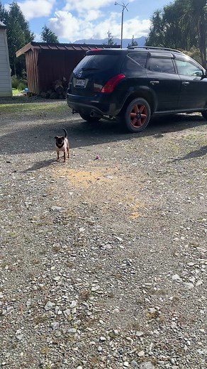 Funny Goose Chase and Duck Play | Hilarious Animal Moments