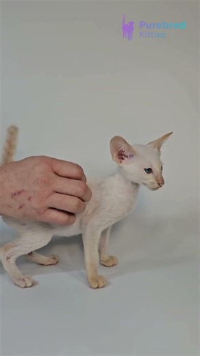 Meet Kori: Oriental Shorthair with Red Tabby Point Siamese & Striking Blue Eyes🟦 #OrientalShorthair