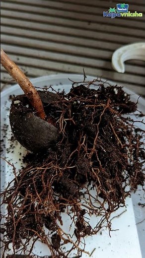 Common pests and diseases of avocado