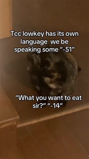 This was in my mind #tcc#cat and this was stipid | tcc