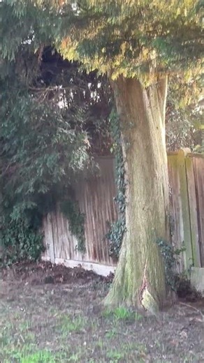 Mr nutty squirrel 🐿️ ?