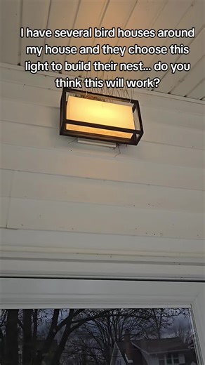 these pesky birds! I have several bird houses around my house and they choose this light to build their nest. do you think this will work to keep them away? @Sus #birdnest #pestcontrol #goaway #willthiswork #homeownerproblems