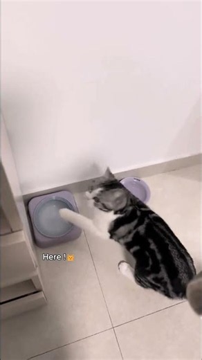 Top 5 Funniest & Cutest Cat Moments That Will Melt Your Heart! 🐱