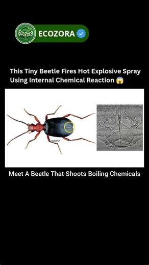 This Beetle Shoots Boiling Chemical Explosions 🤯 #science #nature #shorts
