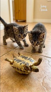 Tiny Kittens Team Up to Rescue a Tortoise