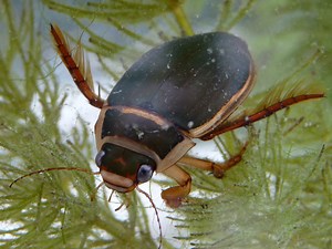 Escarabajo de agua: Todo lo que debes saber sobre esta especie