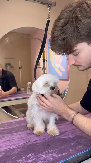 151K views · 3.1K reactions | crusty white dog alert  . HEY YOU! WE ARE DOING A SEMINAR JULY 27th with !! Check out more details in my BIO or zoomgroomanna.com 懶 . #dogs #maltese #doggrooming #dogsbylogan | Dogs by Logan | Facebook