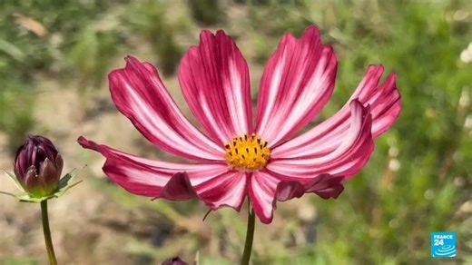 Au revoir, imported red roses: France's flower industry bounces back