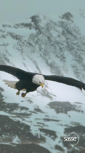 Eagle Descending in Alaskan Mountains - high speed camera 1000fps #wildlife #Alaska #Eagles | Sasse Fans News