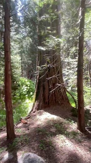 #The big tree trail#Sequoia National Park,CA