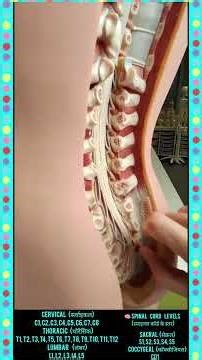 आपकी रीढ़ की हड्डी का राज | Spinal Cord Amazing Facts Hindi #shorts #spinalcordinjury #scirecovery