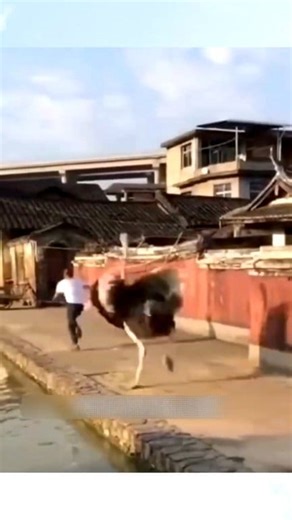 #OstrichFacts #WildlifeMyths #NatureUnraveled #AnimalBehavior #WildlifeTruths #OstrichPower #NatureMarvels #reelsvideoシ #reelschallenge #reelsfbシ #animalreels #reelstrending #animal #wildlifephotography #shortsvideos #reelsviralfb #dog #shortsreels #animalphotography #animalsoftiktok #funnyanimals #funnymoments #animalshelter #animalexperience #hindiexplained #reelsfacebook #fypシ゚viralシ #fypシ゚viralシ2024fyp #fypシ゚viralシfypシ゚viralシalシ #frypanシ゚viralシfypシ゚ | Rahim Sha