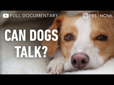 Can Dogs Talk? | Full Documentary | NOVA | PBS