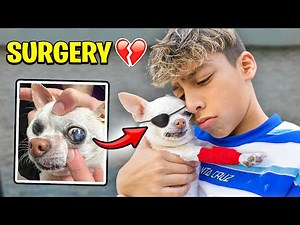 Our DOG Gets EYE SURGERY.. 💔