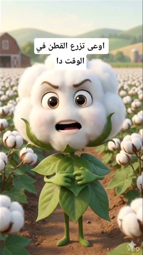 ازرع القطن في الوقت ده عشان تاخد أعلى إنتاج! ⚪🌾 #Shorts"