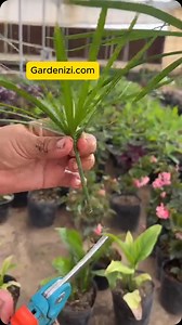 ✅ How to propagate Papyrus by cuttings: 🌺 1) Cut a 10 cm stem from the plant and shorten the leaf bracts to 3-5 cm. 🌸 2) Plant the tip cutting upside down (leafless stem pointing upwards) into moistened potting mix. 🌺 3) Press down and cover with soil. 🌸 4) Water well before and after planting. Keep soil moist (not dry) for the first 10 days. 🌺 5) Suitable soil mixes include peat, cocopeat, peat perlite, or peat sand. 🌸 6) Rooting takes about 30 days. 🌺 7) You can also root the cutting in
