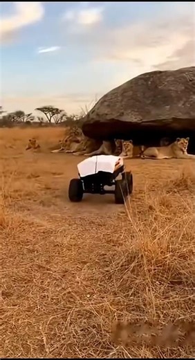 New Treand will be 2026 😂| Funny animals | funny shorts | funny moment