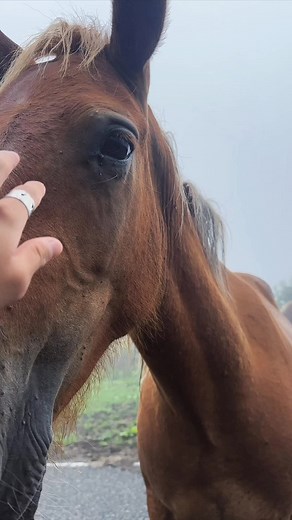 隠岐島の秘境大自然を体験する旅