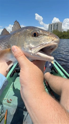 Mangrove fishing 🎣 for game fish 🐠 #florida #fishing #fish