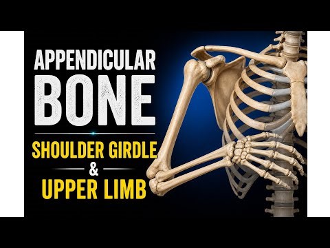 Skeletal system part 7 | Appendicular bone| Shoulder girdle | Upper limb | Anatomy and Physiology