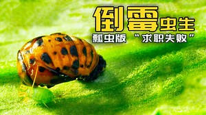 瓢虫:演一把爆笑虫子，让大伙乐一乐