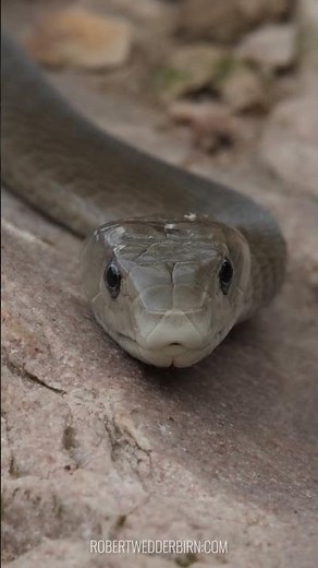 How Deadly Is the Black Mamba?