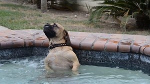 59K views · 916 reactions | Enjoying the hot tub jets! Video credit: Youtube - Danny Sam | The Happy Pet Co | Facebook