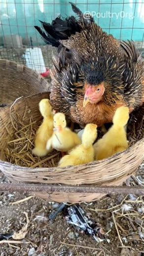 Duck eggs incubation results & brooding set up