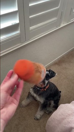 What Happens When You Give a Dog CATNIP!? 🌿🐶 #minischnauzer #shorts #funnydogs