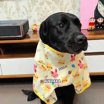 Do you have a favorite among your pets?