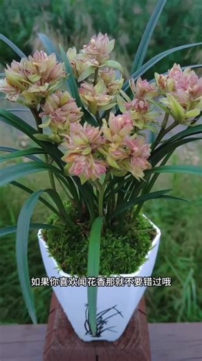 花开满屋飘香的富山奇蝶，非常好养#兰花 #兰花种植基地 #一花一草一世界