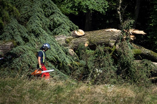 Le canton de Vaud va simplifier les procédures pour l'abattage des arbres | RTS