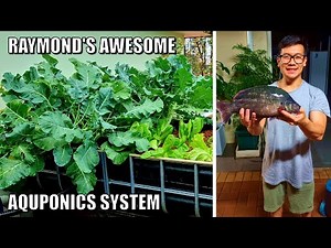 Raymond's Aquaponics System With Murray Cod & Aussie Bass
