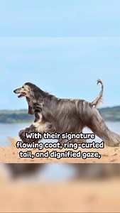 With their signature flowing coat, ring-curled tail, and dignified gaze, The Afghan Hound is often referred to as the King of dogs!  李 But beneath their silky coat is the heart of a hunter.  Here are 5 things you didn’t know about the Afghan Hound.  #afghanhound #kingofdogs #dog #dogs #top5 #dogfacts #afghanhoundfacts #pet #petlover #pethealth #holisticvet #nhv | NHV Natural Pet Products | Facebook