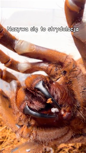 WKURZONY PTASZNIK🚨 #pajak #ptasznik #zwierzeta #animal #spider #animals #nature #pets #tarantula